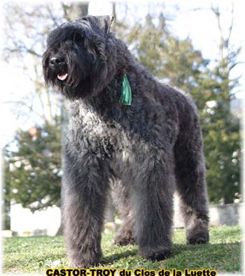 bouvier des flandres du clos de la luette - copyright déposé